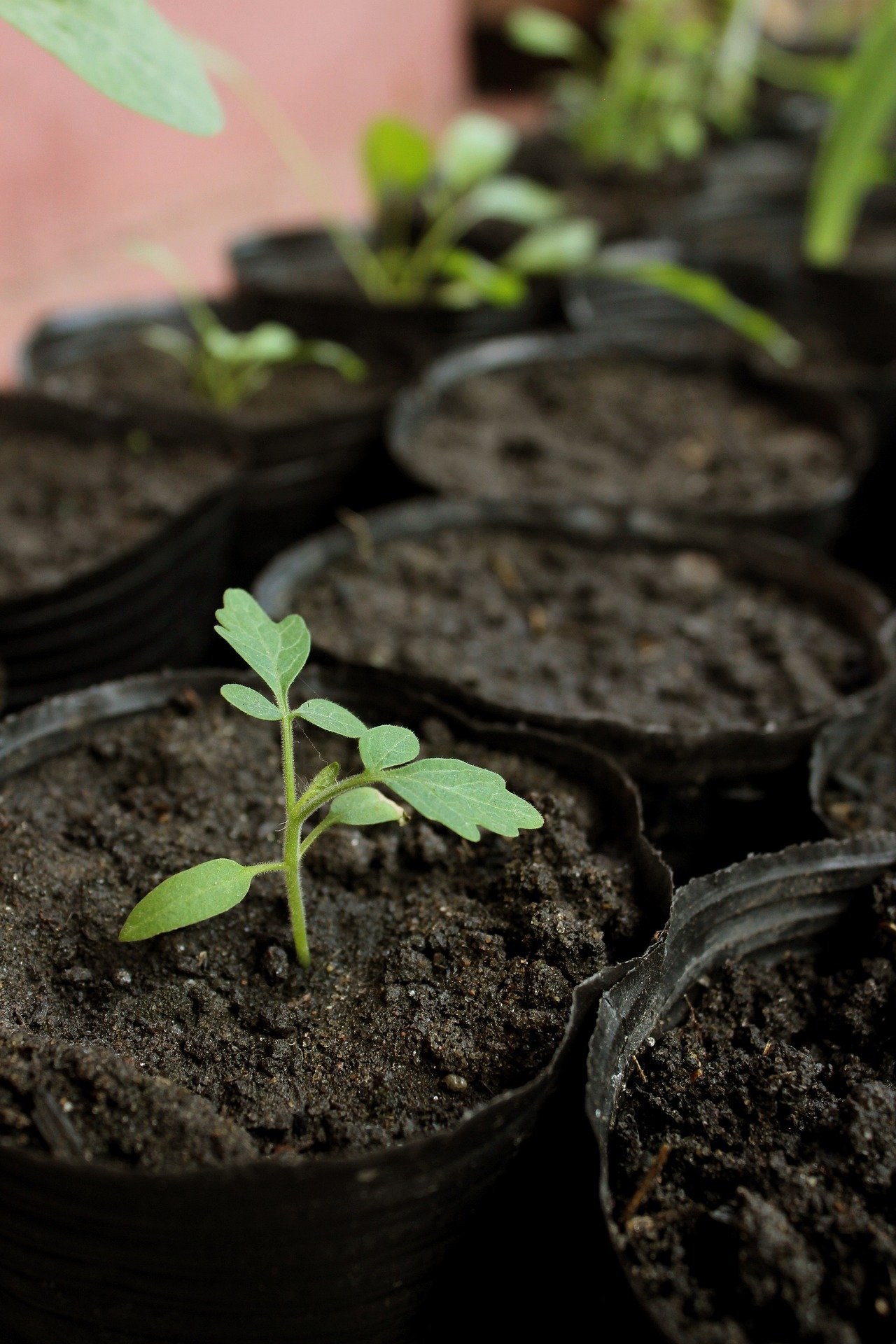 venta mayorista de plantas