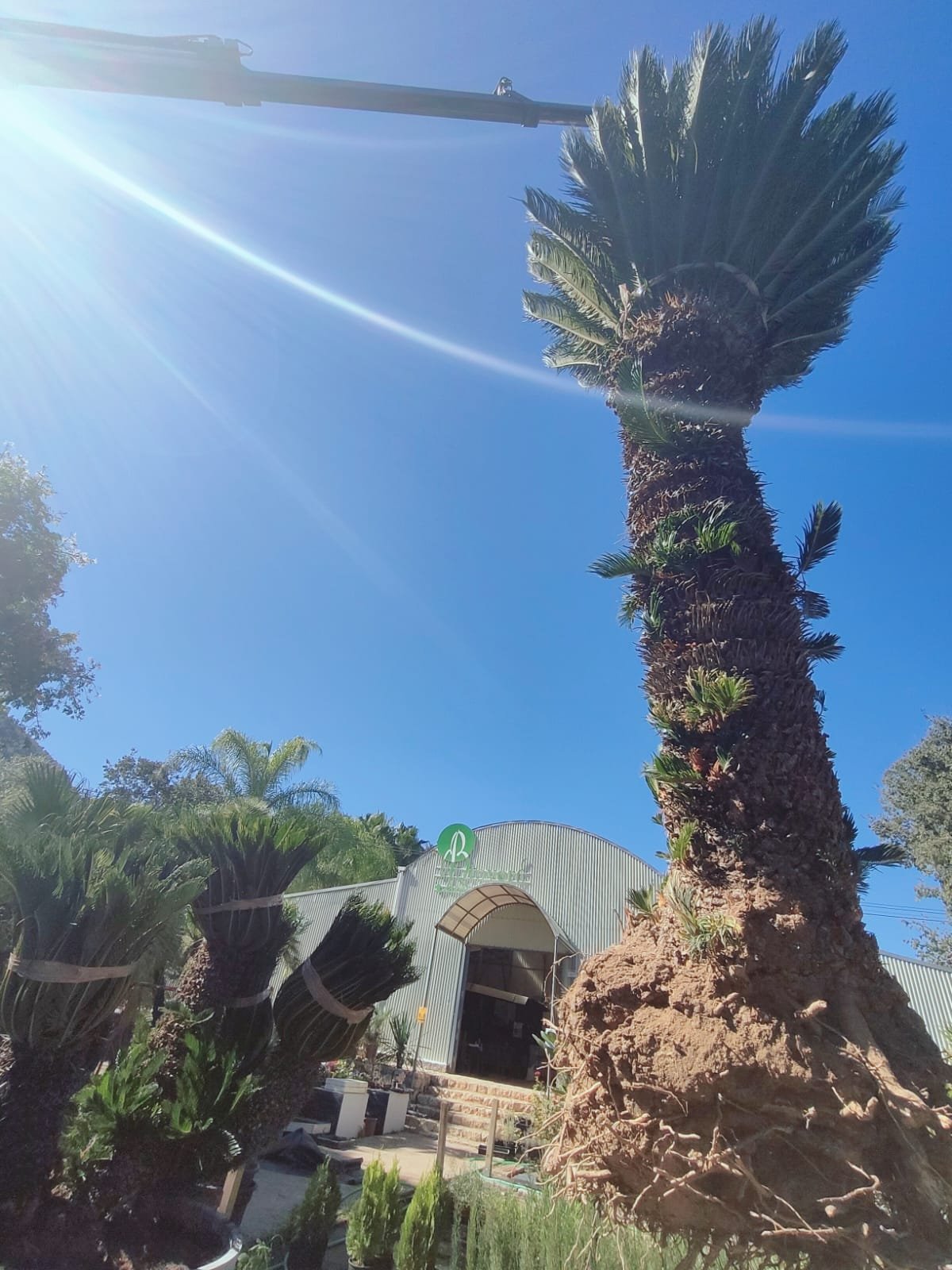 venta mayorista de plantas