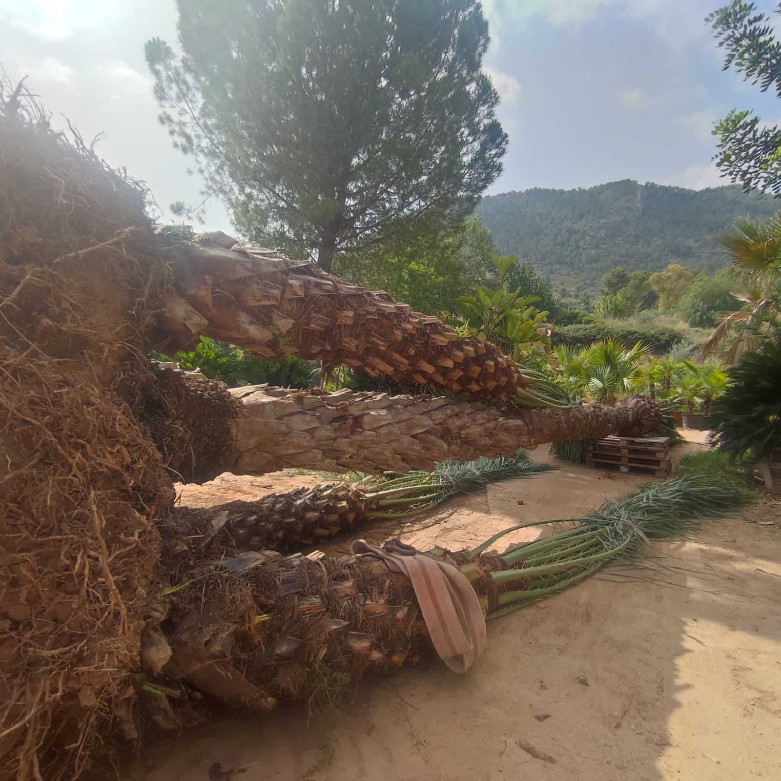 Imagen De Whatsapp 2025 06 17 A Las 12.29.30 912e81d9