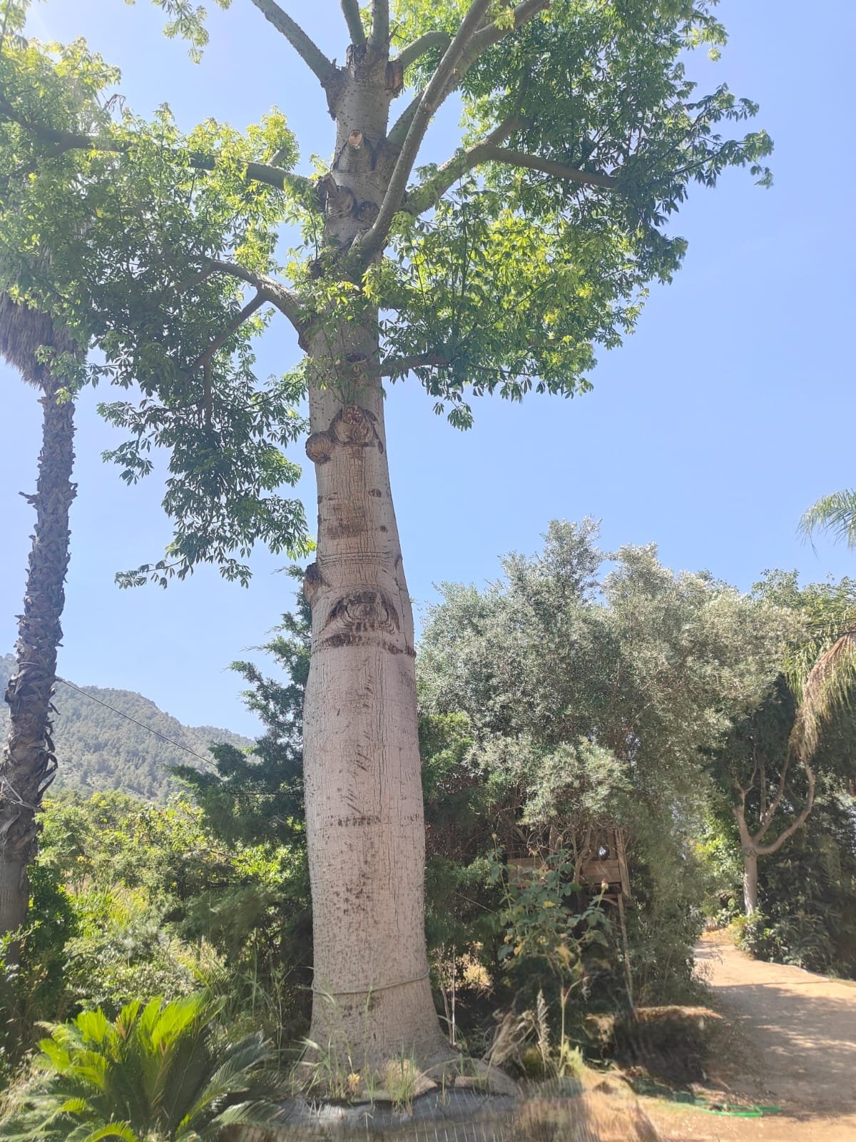 Imagen De Whatsapp 2025 06 17 A Las 12.40.51 5a5e8851