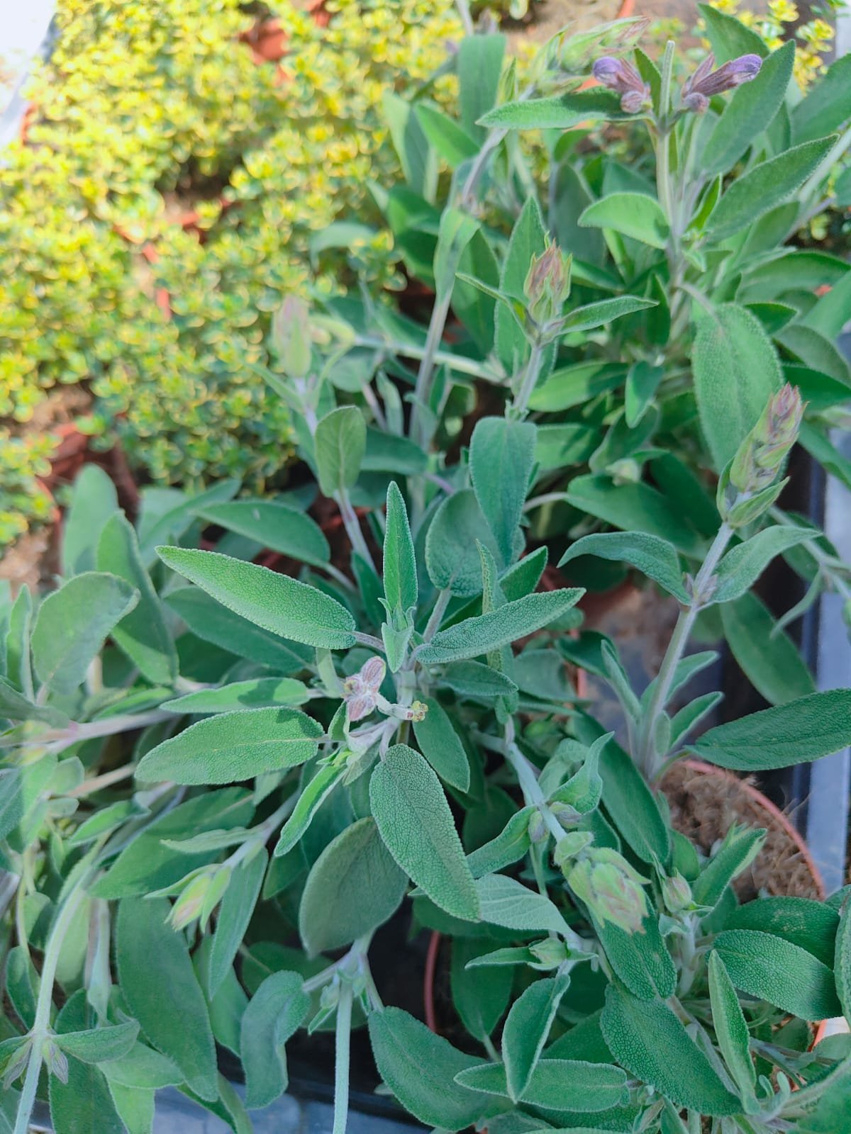 Imagen De Whatsapp 2025 06 17 A Las 13.08.19 B8510a12