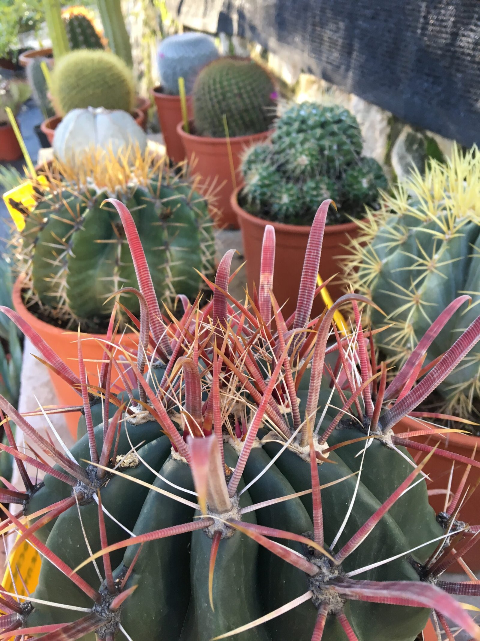 venta mayorista de plantas