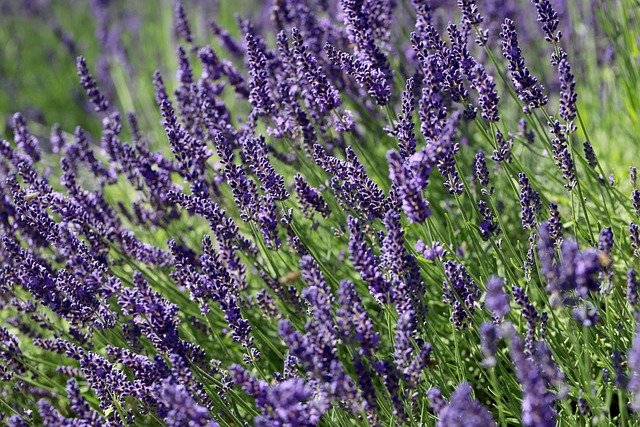 Lavender 8101491 640